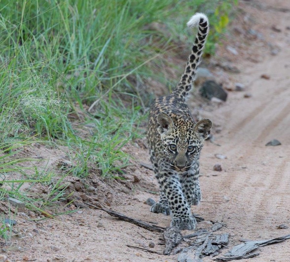 Sabi Sabi Jp Van Rooyen Golonyi Cub In Road 2 Sabi Sabi Jp Van Rooyen Golonyi Cub In Road 2