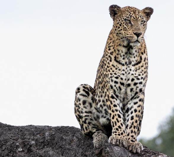 Sabi Sabi Ronald Mutero Mashaba Leopard