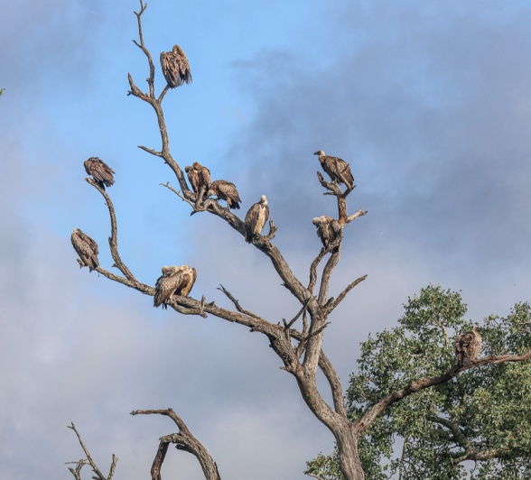 A committee of vultures on a tree. A committee of vultures on a tree.