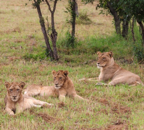 Msuhtlu pride members laying in the grass near Sabi Sabi. Msuhtlu pride members laying in the grass near Sabi Sabi.