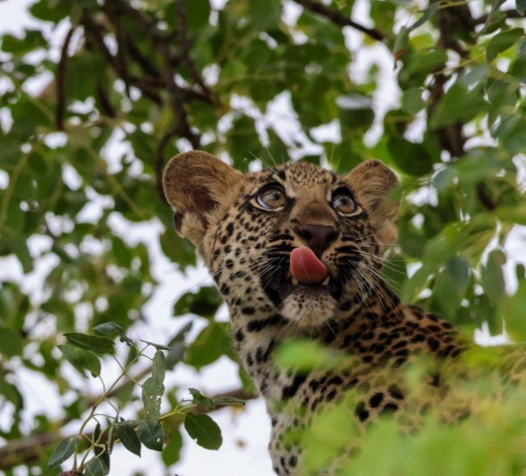 Golonyi's cub licks it lips atop a tree. Golonyi's cub licks it lips atop a tree.