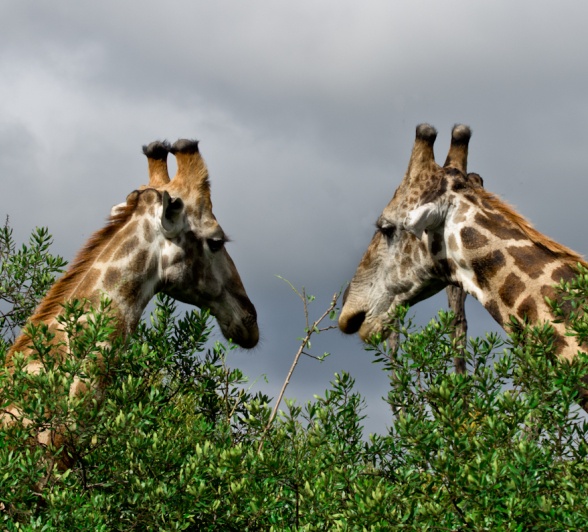 Sabi Sabi Newsletter April Giraffe