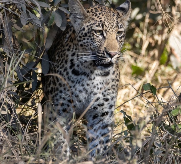 Sabi Sabi Ronald Mutero Golonyi Cub