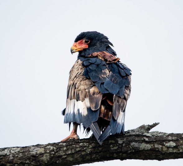 Sabi Sabi Ronald Mutero Bateleur Eagle Perched Sabi Sabi Ronald Mutero Bateleur Eagle Perched