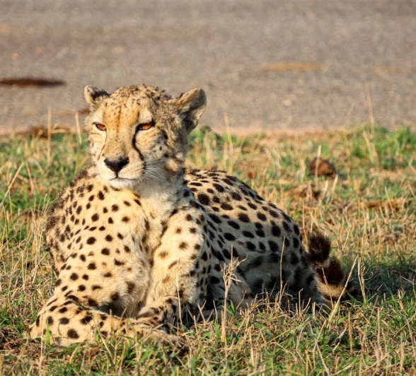 A cheetah spotted during a game drive. A cheetah spotted during a game drive.