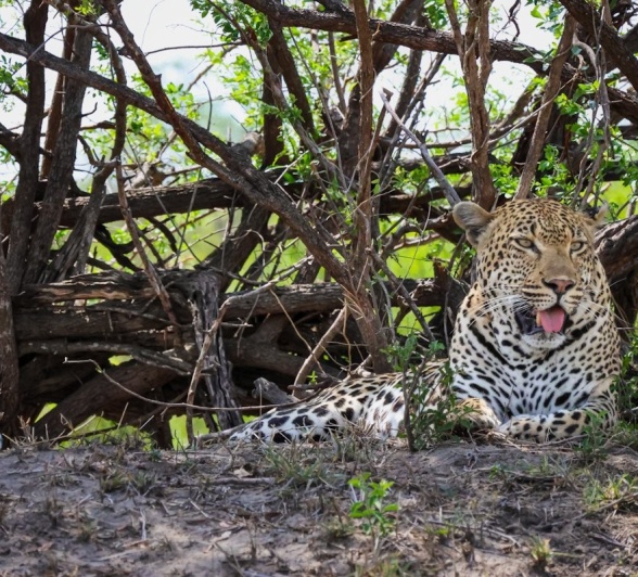 Sabi Sabi Jan Nel Khulwana In Shade