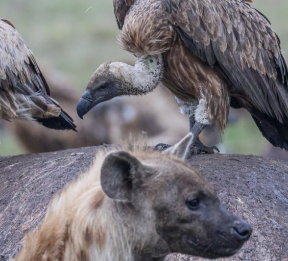 A close-up of a vulture’s head and hooked beak as it feeds at a carcass.