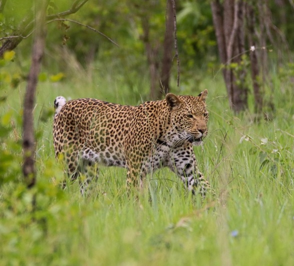Sabi Sabi Jana Du Plessis Jacana