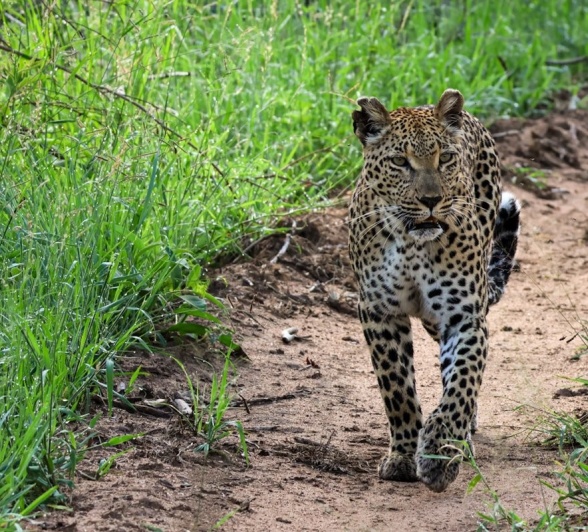The Ntsumi female leopard walks along the road. 