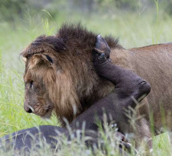 Sabi Sabi Ronald Mutero Nwash Male Dominant