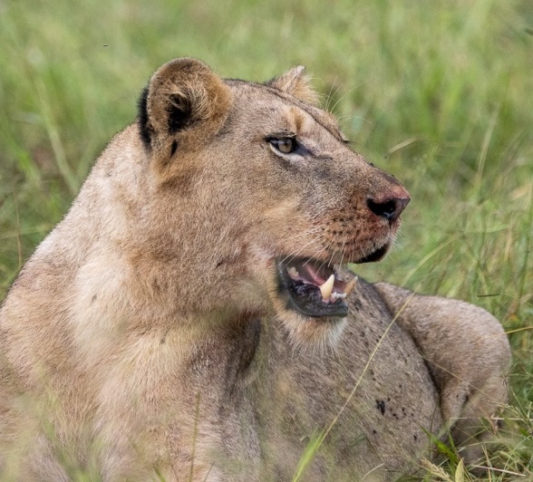 Sabi Sabi Ronald Mutero Msuthlu Pride
