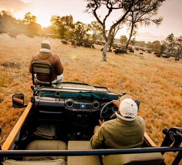 The Sabi Sabi safari vehicle moves towards a herd of buffalo crossing the landscape