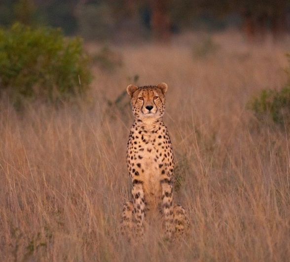 Sabi Sabi Ronald Mutero Cheetah Grass Stare.jpg