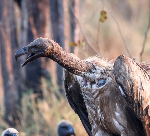 . They are big scavengers of the bush and often even help us locate kills and carcasses as they make their way down to a certain area.