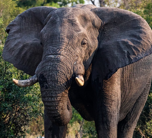 Moving most of the body heat towards the pouch, which is filled with cool water, the body's temperature decreases.