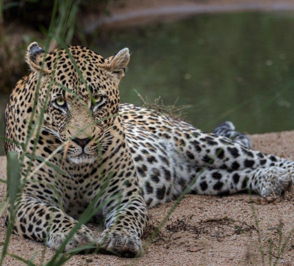 Nweti Leopard On Warm Sand Devon Jansen Nweti Leopard On Warm Sand Devon Jansen