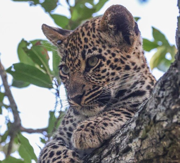 Tengile's cub rests in a tree. Tengile's cub rests in a tree.