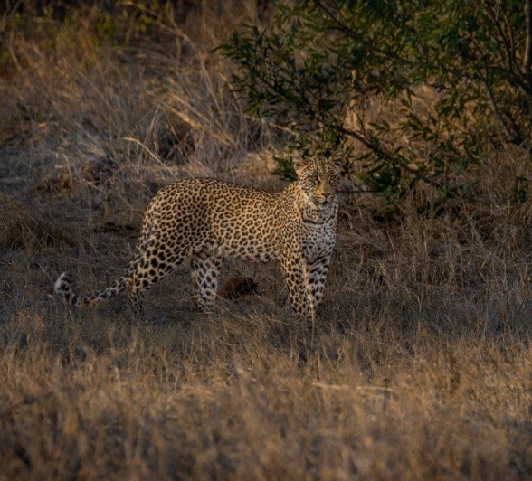 Ntsumi’s cub moving through the veld, blending with the landscape.