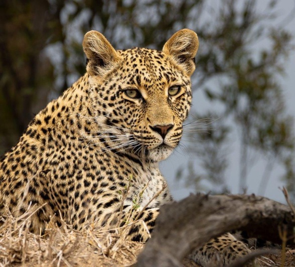 Portrait of a leopard cub in the bush, watching with intense focus.