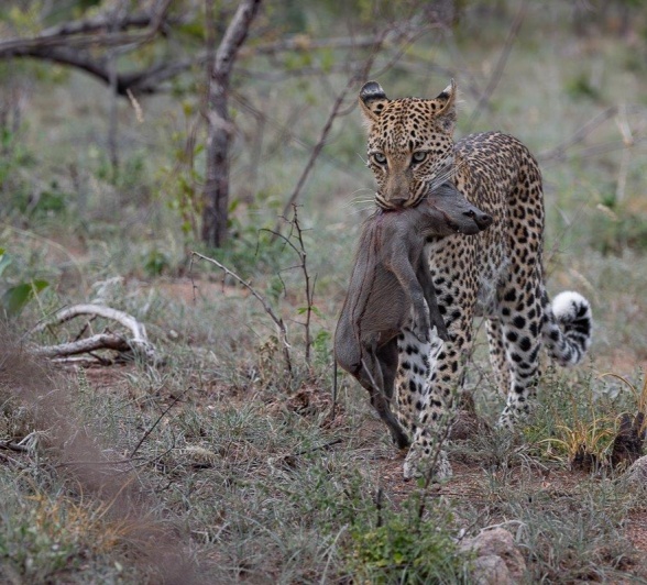 Sabi Sabi Jp Van Rooyen Golonyi With Warthog Kill
