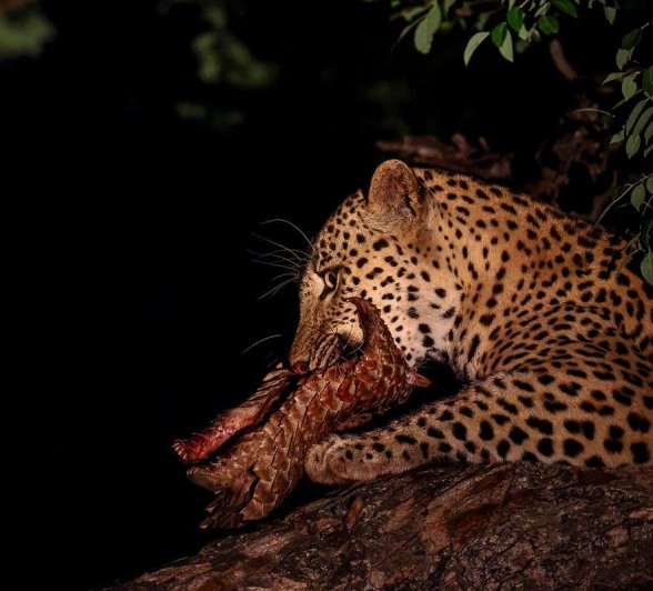 Nkuwa, the leopard, consumes his prey, a Temminck's pangolin, from his perch in a tree.