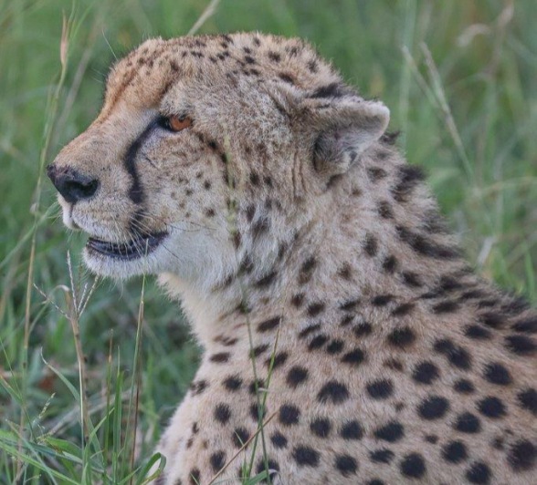 A female cheetah sits in the grass. 