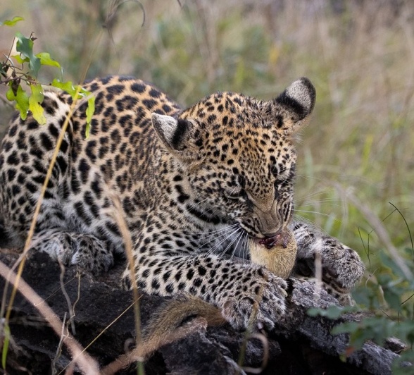 Sabi Sabi Ronald Mutero Golonyi Eats