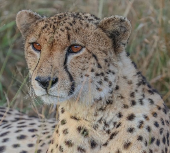 Sabi Sabi Ruan Mey Cheetah Close