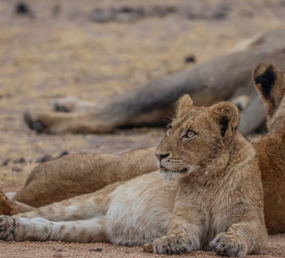 Sabi Sabi Ruan Mey Msuthlu Male Young Sabi Sabi Ruan Mey Msuthlu Male Young