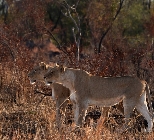 Two lionesses from the Musuthlui pride. Two lionesses from the Musuthlui pride.