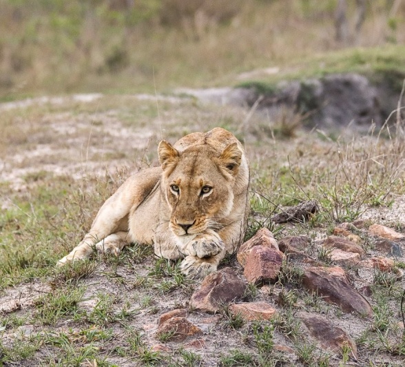 Sabi Sabi Jana Du Plessis Lioness Kambula Female
