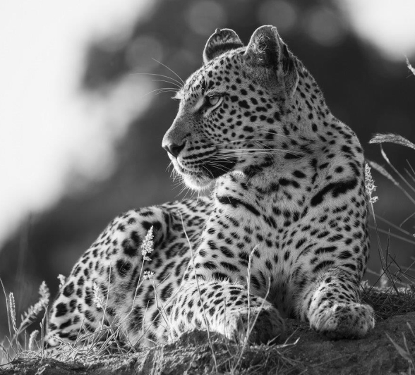 Golonyi, the leopard, gains perspective of its surroundings from a great vantage point