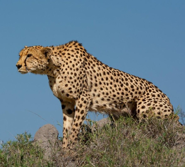 We were lucky on game drive to come across a female cheetah hunting. We were lucky on game drive to come across a female cheetah hunting.
