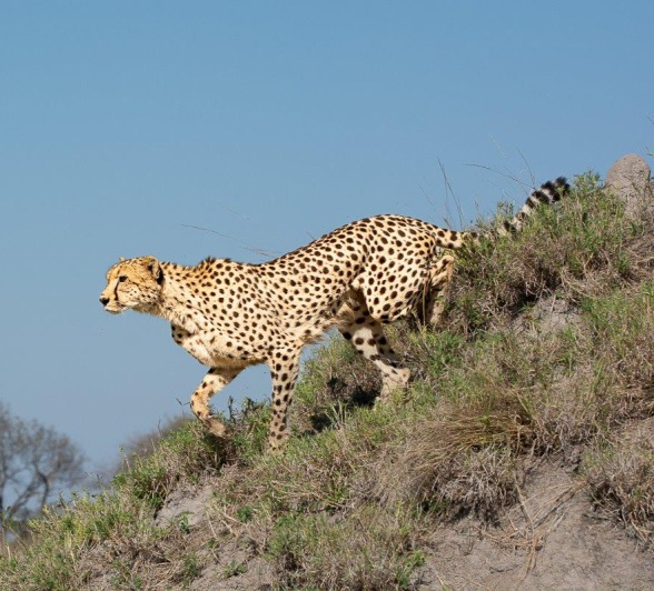 A cheetah hunts in the African bush. A cheetah hunts in the African bush.