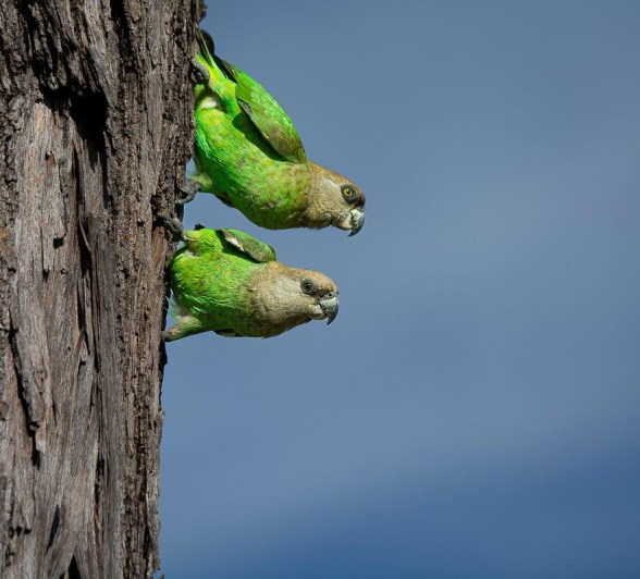 Two Brown-Headed Parrots perched on a tree trunk. Two Brown-Headed Parrots perched on a tree trunk.