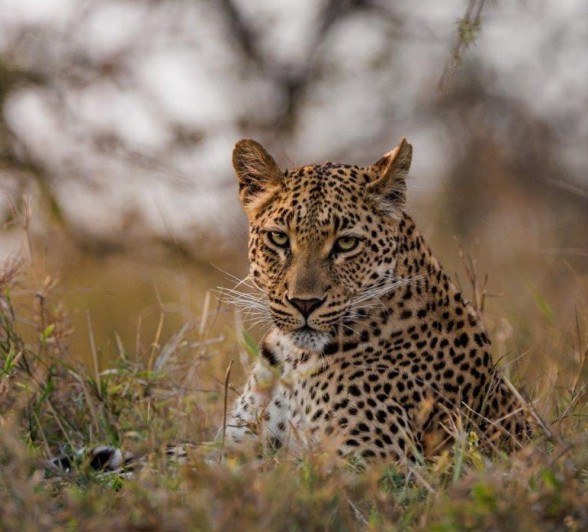 During a game drive from Sabi Sabi, we came across a female leopard known as Golonyi.