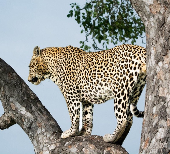 Nweti Ronald Mutero Sabi Sabi Nweti Ronald Mutero Sabi Sabi