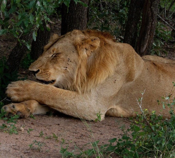 A male lion must re-establish social bonds and acceptance within the pride. A male lion must re-establish social bonds and acceptance within the pride.