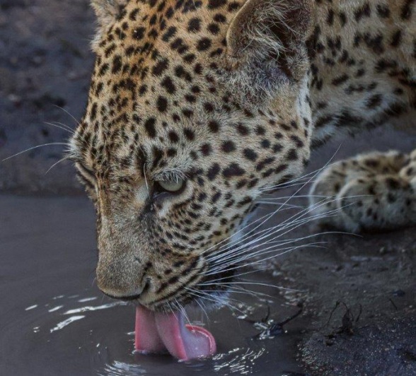 Golonyi drinks from a waterhole. Golonyi drinks from a waterhole.