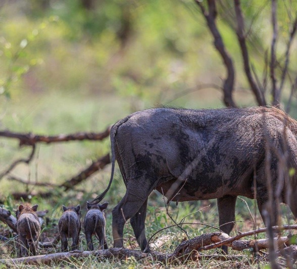Sabi Sabi Ruan Mey Three Little Piglets