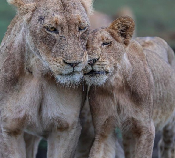 One of our guides at sabi Sabi captured a sweet bonding moment between two members of the Msuthlu pride. 