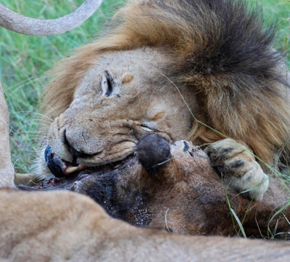 Sabi Sabi Jan Nel Msuthlu Pride Giraffe Kill Sabi Sabi Jan Nel Msuthlu Pride Giraffe Kill