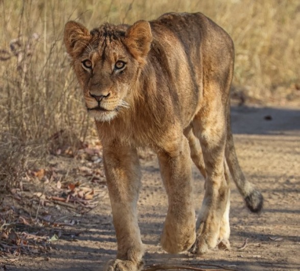 Sabi Sabi Ruan Mey Southern Pride Member
