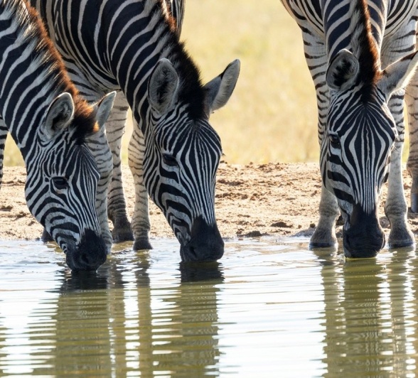 Sabi Sabi Benjamin Loon Zebras Drink At Waterhole