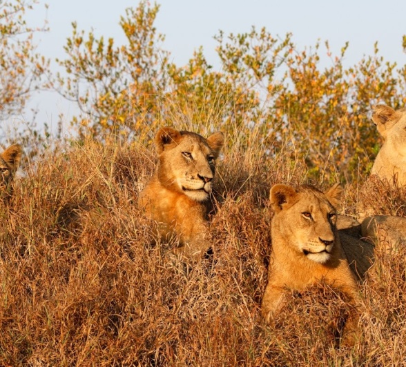 Sabi Sabi Jan Nel Msuthlu Lions