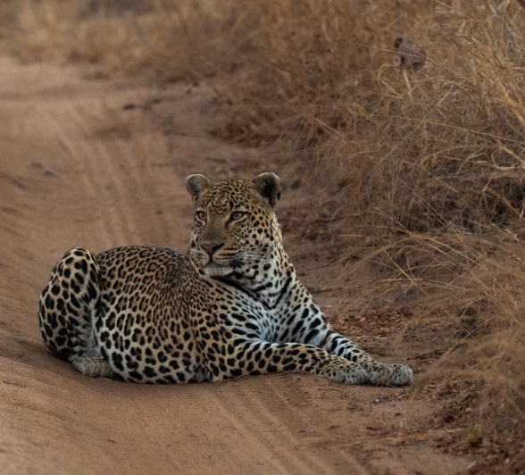 Khulwana spotted on the road near Sabi Sabi. Khulwana spotted on the road near Sabi Sabi.