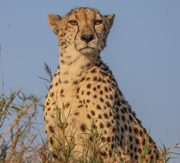Sabi Sabi Ruan Mey Cheetah Regal Sabi Sabi Ruan Mey Cheetah Regal