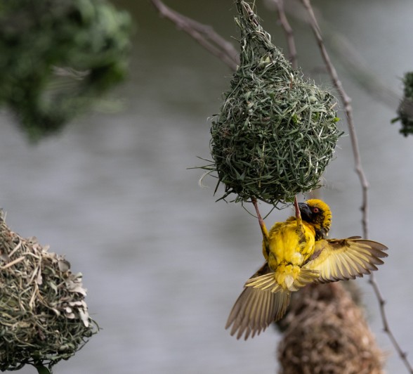 A Southern masked weaver builds a nest.