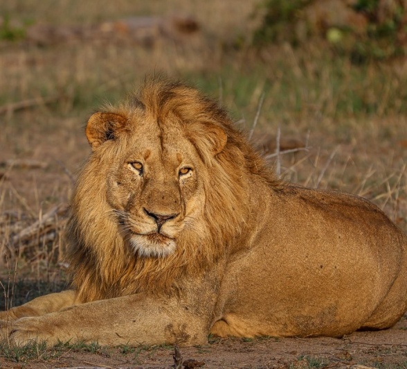 Sabi Sabi Ruan Mey Styx