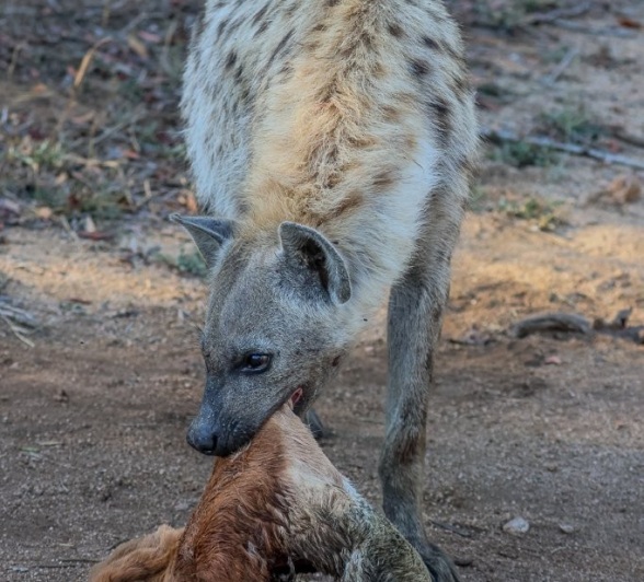 Hyena tears at the skin of a recent kill.